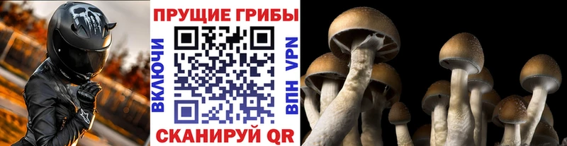 продажа наркотиков Балашиха omg онион Галлюциногенные грибы ЛСД
